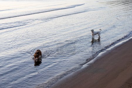 Dogs enjoying a peaceful walk along the seaside