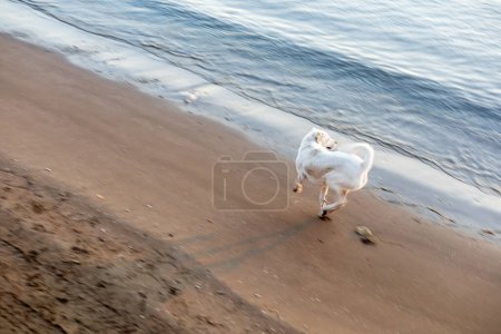 A white dog dashes along the shore, embodying freedom and joy