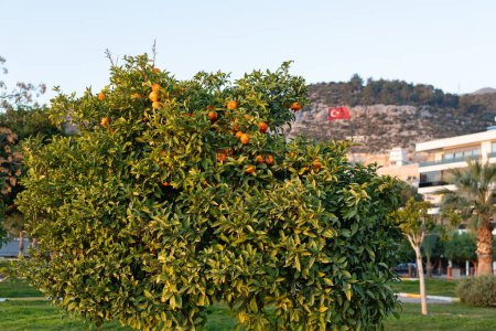 A richly laden orange tree contrasts with the cityscape in the distance