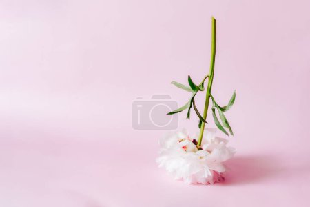 Photo for Pink peony flower standing upside down on pink background. Floral card design, simple modern minimal flowers concept. Trendy floral minimalism. Selective focus. Copy space - Royalty Free Image