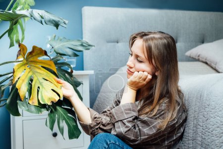 Young upset, sad woman examining dried dead foliage of her home Monstera plant. Houseplants diseases. Diseases Disorders Identification and Treatment, Houseplants sun burn. Damaged Leaves.