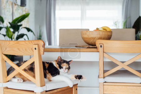 Photo for Home cat sleeps on the bar chair of modern open space kitchen. Pleased, well-fed, lazy multicolor adult cat relaxing. Funny fluffy cat in cozy home atmosphere. Hygge home. Selective focus, copy space. - Royalty Free Image