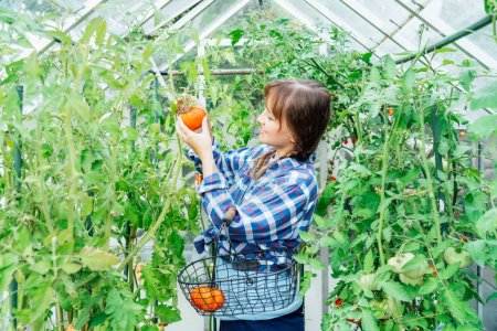 Foto de Joven mujer sonriente recogiendo tomate rojo de res grande maduro en granja de invernadero. Cosecha de tomates. Estilo de vida agrícola urbano. Cultivar verduras orgánicas en el jardín. El concepto de autosuficiencia alimentaria - Imagen libre de derechos