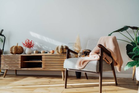 Téléchargez les photos : Élégant intérieur scandinave moderne du salon avec décor d'automne saisonnier sur la console en bois et chat endormi sur le fauteuil en lumière du coucher du soleil. Design intérieur confortable à la maison avec une humeur d'automne - en image libre de droit
