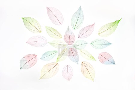Photo for Mandala pattern made of multicolor, transparent leaves skeleton with a beautiful texture. Pastel color leaves background texture. Selective focus. copy space. Season concept. - Royalty Free Image