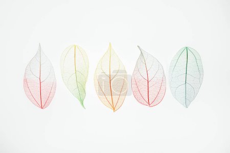 Photo for Top view row of multicolor, transparent leaves skeleton with a beautiful texture. Pastel color leaves background texture. Fall, autumn season. Life cycle concept. Selective focus. copy space - Royalty Free Image