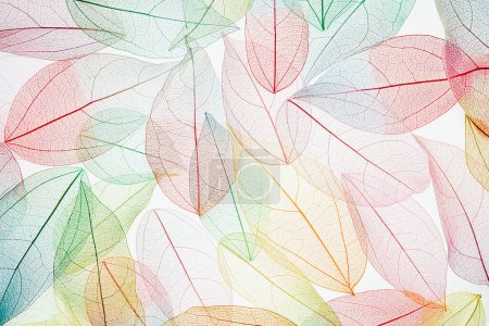 Photo for Multicolor, transparent leaves of the skeleton with a beautiful texture on the white. Pastel color leaves background texture. Selective focus. copy space. Fall, autumn concept. - Royalty Free Image