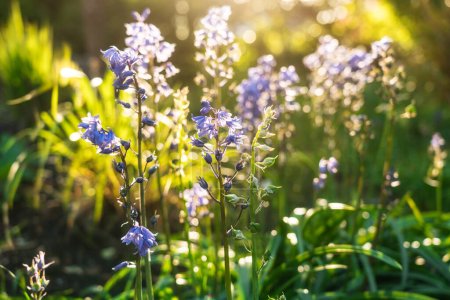 Photo for Close up Native british bluebells, latin name Hyacinthoides non-scripta, bulbous perennial plants found in woodlands in sunset light. Blue wild flowers. Bluebells woodland forest nature background - Royalty Free Image