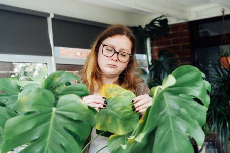 Young upset, sad woman examining yellowed leaf of home Monstera plant. Houseplants diseases. Diseases Disorders Identification and Treatment, Houseplants sun burn, overwatering. Damaged Leaves.