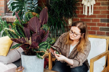 Young upset woman examining dried foliage of Calathea plant. Houseplants diseases. Disorders Identification and Treatment, Houseplants sunburn, overwatering. Damaged Leaves. Home Gardening troubles.