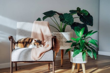 Multicolor cat pet sleeping on retro style armchair in modern scandinavian interior with many green house plants in hard sunlight. Biophilia style. Cozy, hygge home interior design. Selective focus.