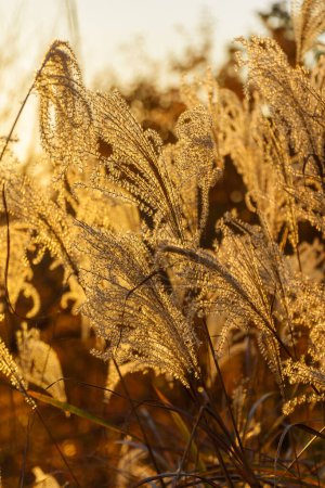 Miscanthus ornemental rétroéclairé ou herbe argentée tournent à l'or au coucher du soleil