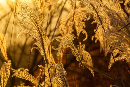 Miscanthus ornemental rétroéclairé ou herbe argentée tournent à l'or au coucher du soleil