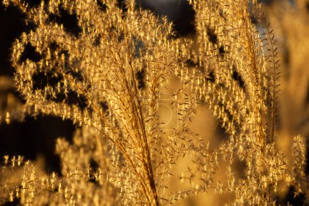 Hinterleuchteter Ziermiscanthus oder Silbergras vergolden bei Sonnenuntergang