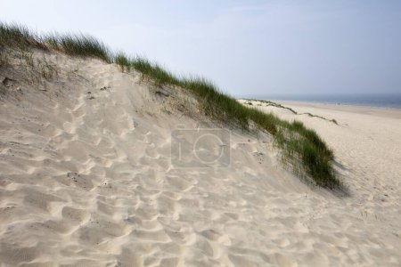 Dünen und Nordseeküste in Burgh Haamstede in den Niederlanden