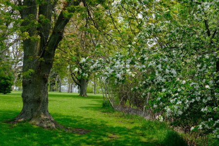 Świeża trawa i kwitnące drzewa w parku wiosną