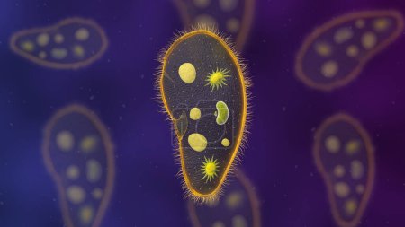Foto de Paramecium protozoa 3d illustration. Euglena Viridis proteus - Imagen libre de derechos