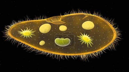 Photo for Paramecium protozoa 3d illustration. Euglena Viridis proteus - Royalty Free Image