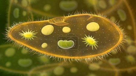 Photo for Paramecium protozoa 3d illustration. Euglena Viridis proteus - Royalty Free Image