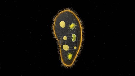 Paramecium protozoa 3d illustration. Euglena Viridis proteus