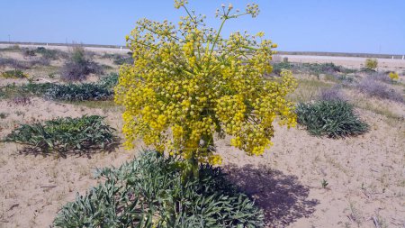 Téléchargez les photos : Ferula est un genre d'environ 220 espèces de plantes à fleurs de la famille des Apiaceae, originaire de la région méditerranéenne à l'est de l'Asie centrale, poussant principalement dans des climats arides. - en image libre de droit