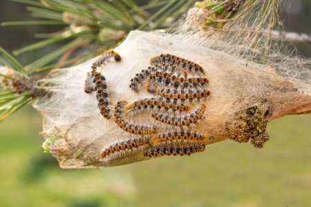 Photo for Pine processionary nest on a pine tree - Royalty Free Image