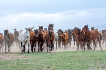 Foto de 12 / 03 / 2023 Turquía / Kayseri: Los caballos salvajes (también conocidos como Ylk Atlar) corren hacia la libertad. Tomado cerca de Hrmetci Village, entre Capadocia y Kayseri, Turquía. - Imagen libre de derechos