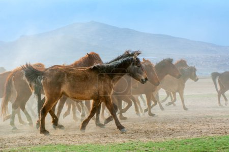Foto de 12 / 03 / 2023 Turquía / Kayseri: Los caballos salvajes (también conocidos como Ylk Atlar) corren hacia la libertad. Tomado cerca de Hrmetci Village, entre Capadocia y Kayseri, Turquía. - Imagen libre de derechos