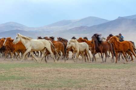 Foto de Los caballos salvajes (también conocidos como Ylk Atlar) corren hacia la libertad. Tomado cerca de Hrmetci Village, entre Capadocia y Kayseri, Turquía. - Imagen libre de derechos