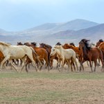Wild horses (aka Ylk Atlar) are running to freedom. Taken near Hrmetci Village, between Cappadocia and Kayseri, Turkey.