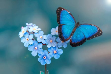 Foto de Fotos macro, hermosa escena de la naturaleza. Primer plano hermosa mariposa sentada en la flor en un jardín de verano. - Imagen libre de derechos