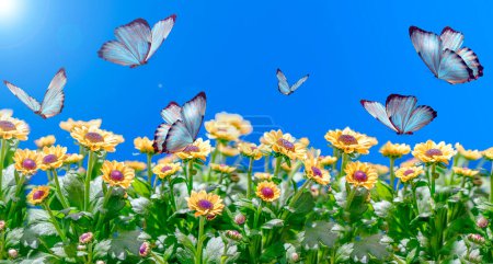 Fotos macro, hermosa escena de la naturaleza. campo de primavera de verano en el fondo cielo azul con la luz del sol y la mariposa voladora, vista de la naturaleza.