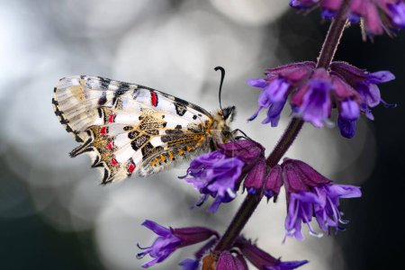 Makroaufnahmen, Schöne Naturszene. Nahaufnahme schöner Schmetterling sitzt auf der Blume in einem Sommergarten.