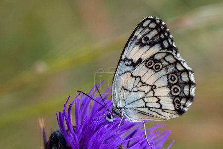 Fotos macro, hermosa escena de la naturaleza. Primer plano hermosa mariposa sentada en la flor en un jardín de verano.