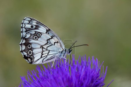 Fotos macro, hermosa escena de la naturaleza. Primer plano hermosa mariposa sentada en la flor en un jardín de verano.