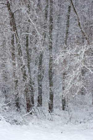 Téléchargez les photos : Belle ruelle d'hiver avec des arbres dans le parc de la ville, branches d'arbres enneigées dans une arche, le premier plan est flou en raison de la poussière de neige, nuageux, brouillard - en image libre de droit