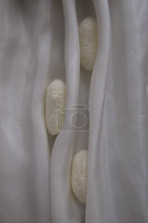 Foto de Gusano de seda cocoon bombyx mori. Capullos de morera blanca. Capullos de seda en productos de belleza - Imagen libre de derechos