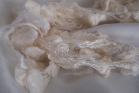 Photo for Silk cocoon degumming. Production silk manufacture. Fashion texile industry. Silk cocoons degummed. Natural organic silk farming. Silk cocoon crafts - Royalty Free Image