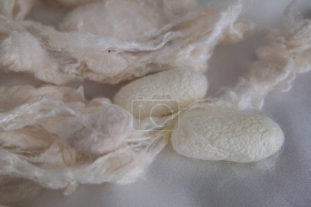 Photo for Silk cocoon degumming. Production silk manufacture. Fashion texile industry. Silk cocoons degummed. Natural organic silk farming. Silk cocoon crafts - Royalty Free Image