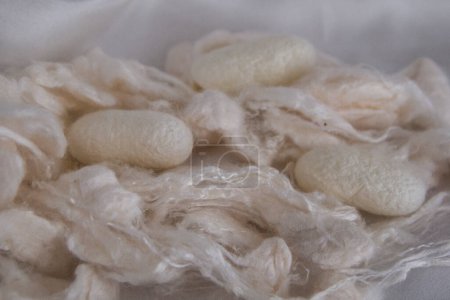Photo for Silk cocoon degumming. Production silk manufacture. Fashion texile industry. Silk cocoons degummed. Natural organic silk innovations. - Royalty Free Image