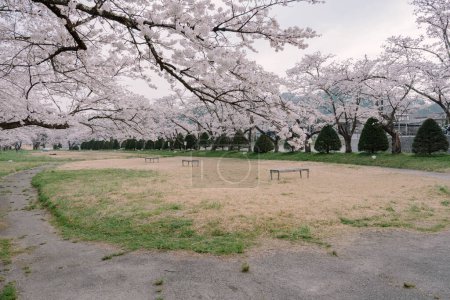 Foto de Sakura Flores de Cerezo floreciendo en el Parque Miyagawa Ryokuchi - Imagen libre de derechos