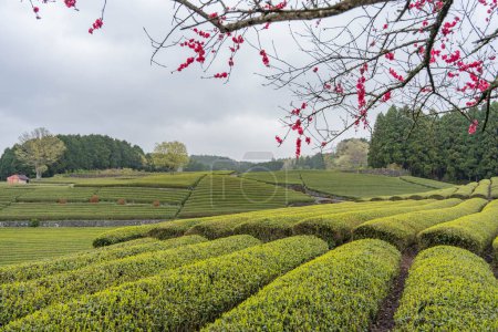 Photo for Tea plantation in Shizuoka, Japan - Royalty Free Image