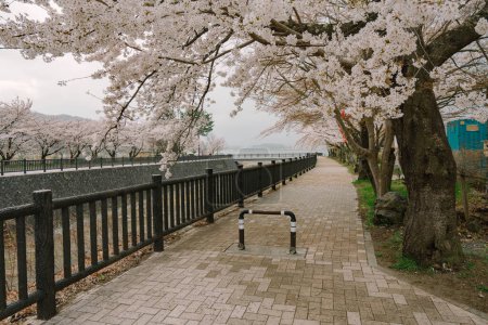 Téléchargez les photos : Mont Fuji et la fleur de cerisier au lac Kawaguchiko - en image libre de droit