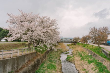 Photo for Mt Fuji and Cherry Blossom at lake Kawaguchiko - Royalty Free Image