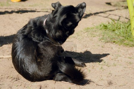 Mischlingshund mit schwarzem Fell sitzt draußen im Park und kratzt sich in der Sonne im öffentlichen Park auf dem Boden. Haustierkonzept