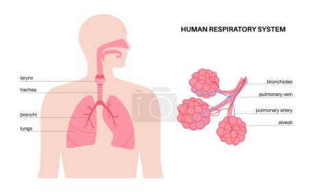 Ilustración de Cartel anatómico del sistema respiratorio humano. Pulmones, bronquiolos y alvéolos pulmonares en silueta corporal masculina. Proceso de respiración. Diagrama de educación, banner para ilustración de vectores clínicos u hospitalarios - Imagen libre de derechos