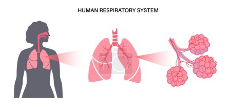 Ilustración de Cartel anatómico del sistema respiratorio humano. Pulmones, bronquiolos y alvéolos pulmonares en silueta corporal femenina. Proceso de respiración. Diagrama de la educación, bandera para la clínica, ilustración del vector del hospital - Imagen libre de derechos
