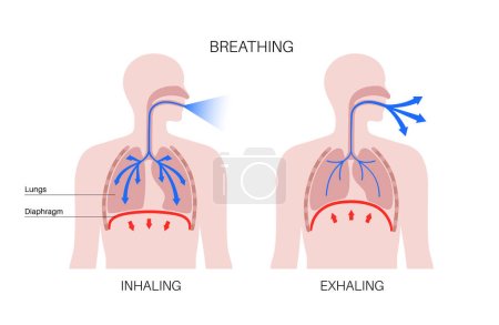 Atmungsprozess-Konzept. Atmungssystem. Zwerchfell anatomisches Plakat. Einatmen im menschlichen Körper. Männliche Silhouette mit Brust, Luftröhre, Rippen und Lungen flacher Vektor medizinische Illustration.