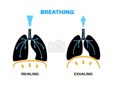 Breathing process concept. Respiration system scheme. Diaphragm anatomical poster. Inhalation in the human body. Chest, trachea, bronchi and lungs flat vector medical illustration for education