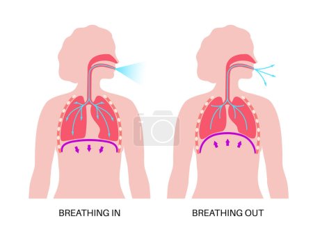 Concepto de proceso respiratorio. Esquema del sistema respiratorio. Cartel anatómico de diafragma. Inhalación en el cuerpo humano. Silueta femenina con pecho, tráquea, costillas y pulmones vector plano ilustración médica.